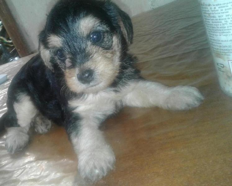 vendo cachorra caniche mini toy con yorkshire terrier