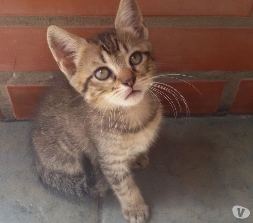 3 gatitos en adopcion