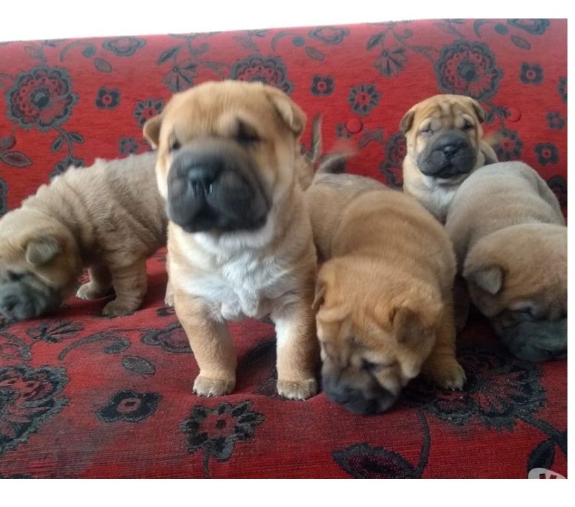 CACHORROS SHAR PEI