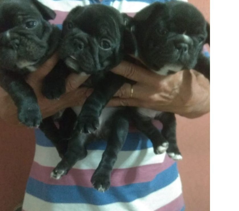 VENDO CACHORROS BULLDOG FRANCES Exclusivos