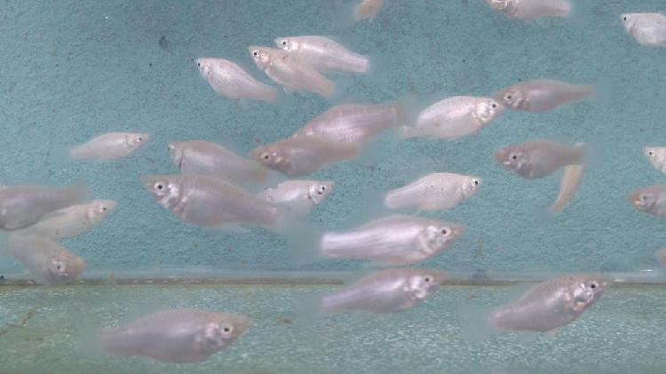 Peces Mollys Blancos, dalmata