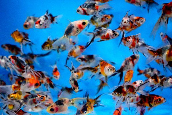 Combo De 20 Peces De Agua Fría Calicos Surtidos