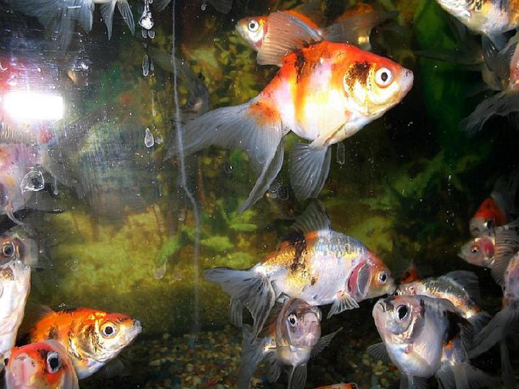 Peces Goldfish Varios Colores