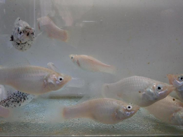 Peces Mollys Blanco Reproductor Adulto De 10cm