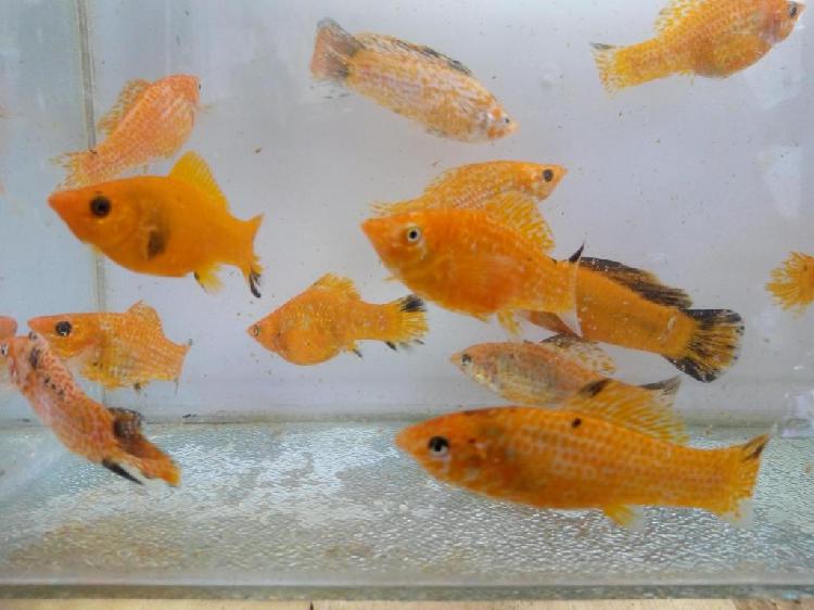 Peces Mollys Naranja Reproductor Adulto De 10cm