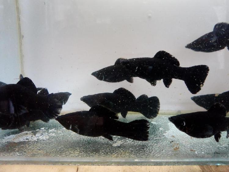Peces Mollys Negro Reproductor Adulto De 10cm