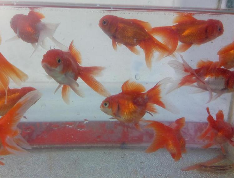 peces de agua fria orandas
