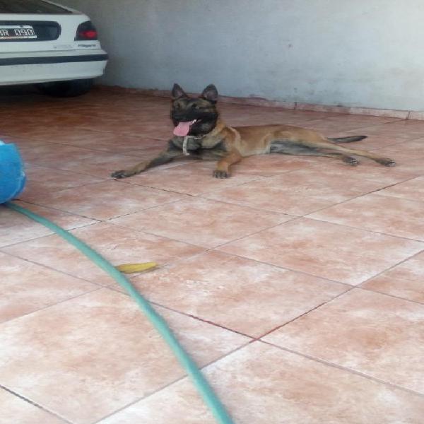 Cachorros Pastor Belga Malinois