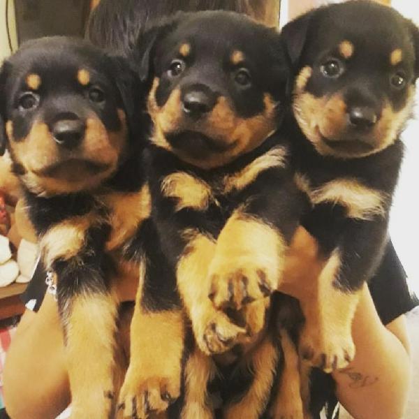 Cachorros Rottweilers Padres con Fca