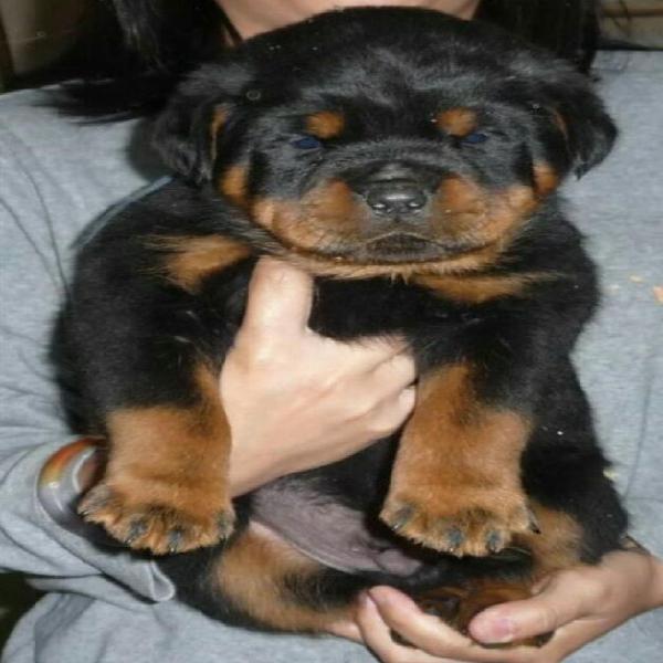 Hermosos Rottweiler Genetica Alemana