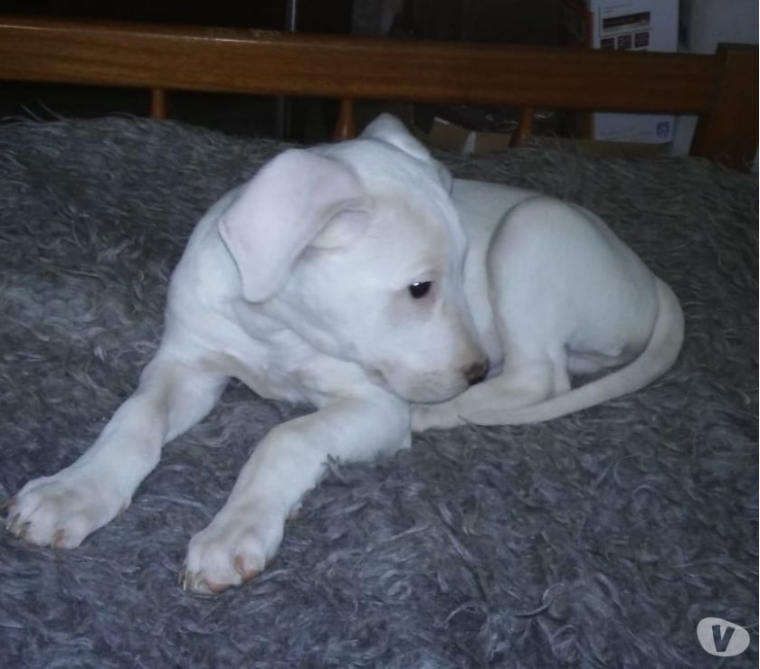 Vendo cachorros de dogo Argentino