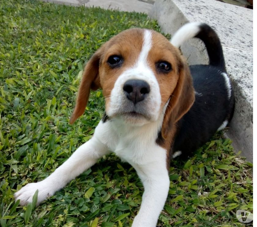 Cachorra Beagle Tricolor (13 pulgadas)