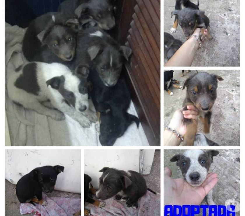 Cachorros en adopción