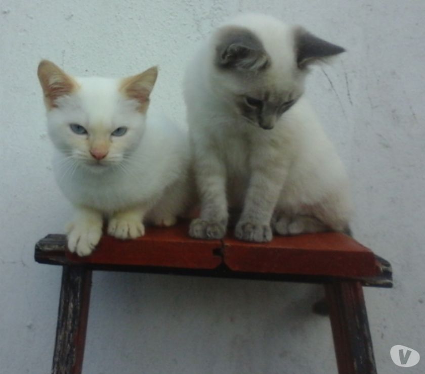 Gatitos Angora Turco Hermosisimos