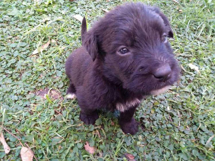 Schnauzer Gigante cachorros