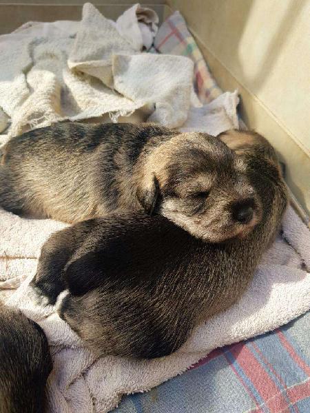 Vendo Schnauzers Mini