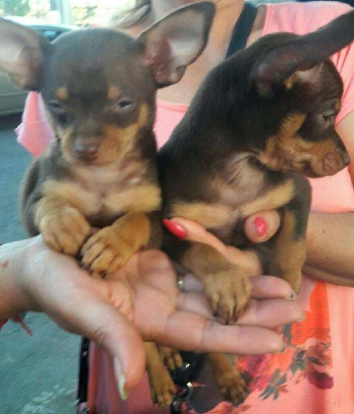 Cachorros Chihuahuas Hermosssos