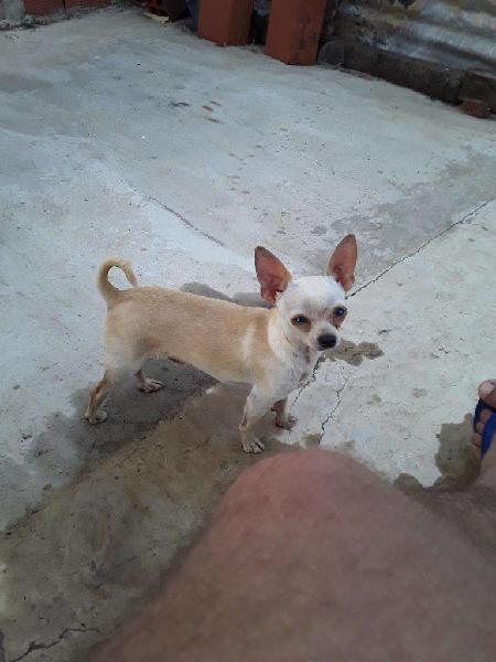 Chihuahua Busca Novia