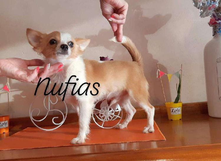 Chihuahua Machito 7 Meses La Plata