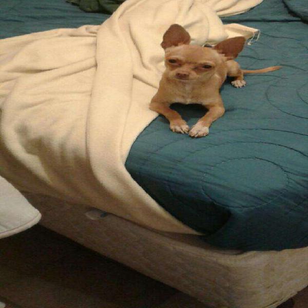 Chihuahua Macho Mini para Cruza No Vendo