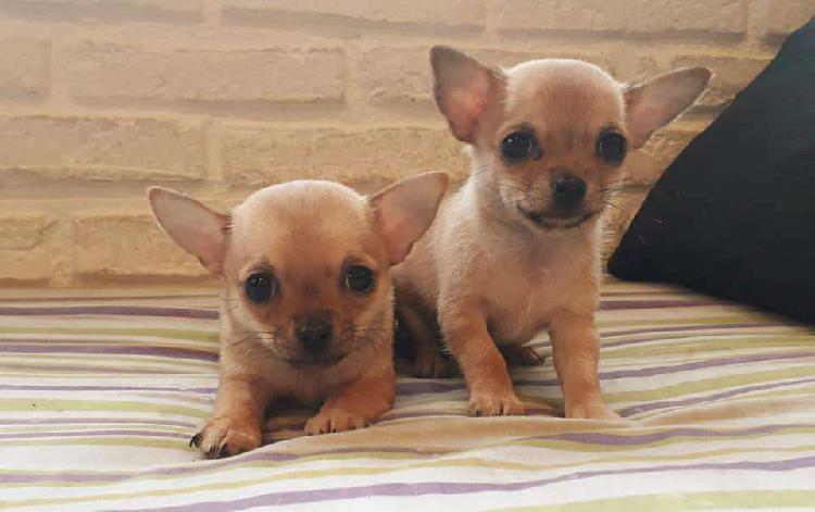 Chihuahuas minis fca