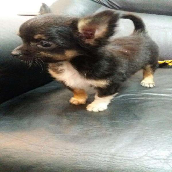 Los Chihuahuas Minis de Wana