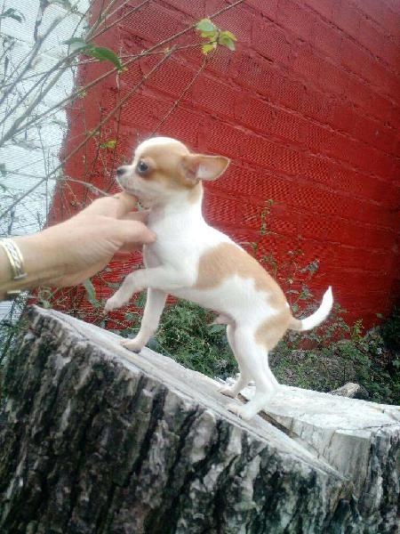 Machito Chihuahua