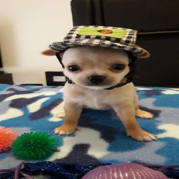 Ultimas Mini Chihuahuas Hembras Reservar