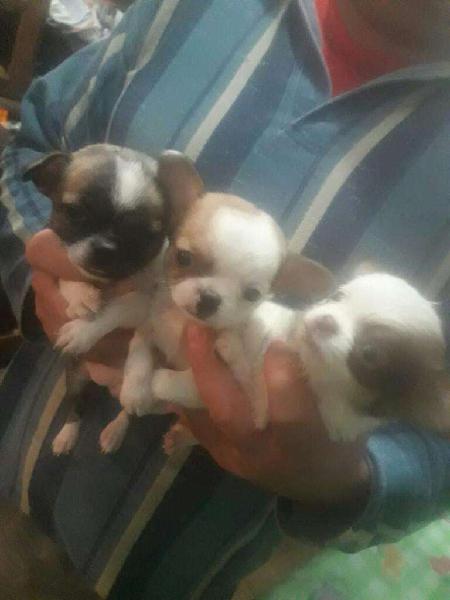 Vendo Chihuahuas