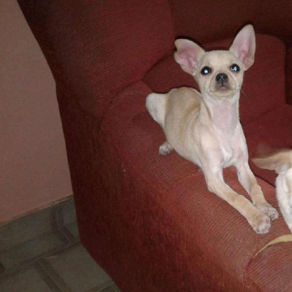 Vendo Perrita Chihuahua