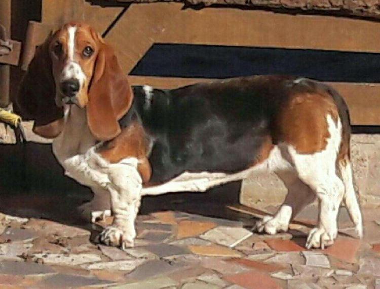 Cachorros Basset Hound