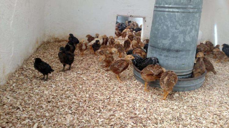 VENDO GALLINAS PONEDORAS