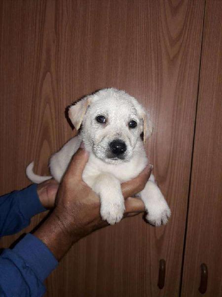 Cachorro Labrador