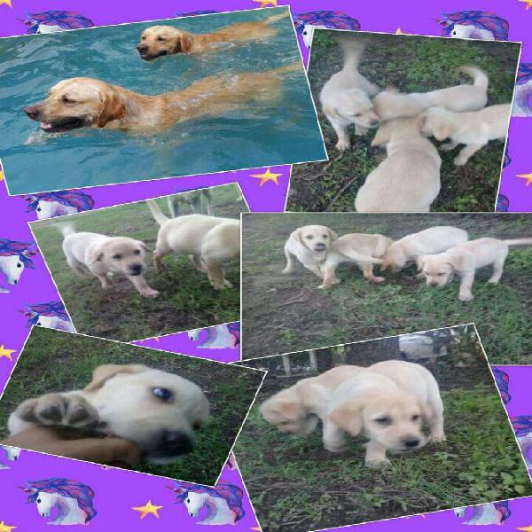 Cachorros de Labrador 2hembras