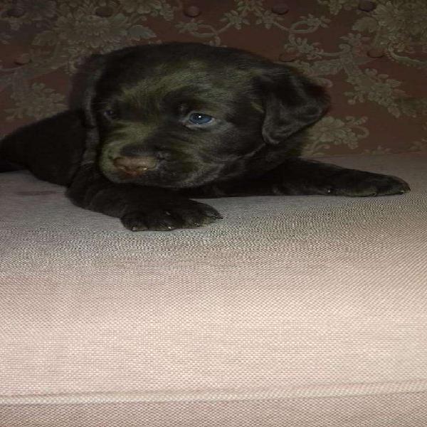 Hermosos Labradores Chocolate