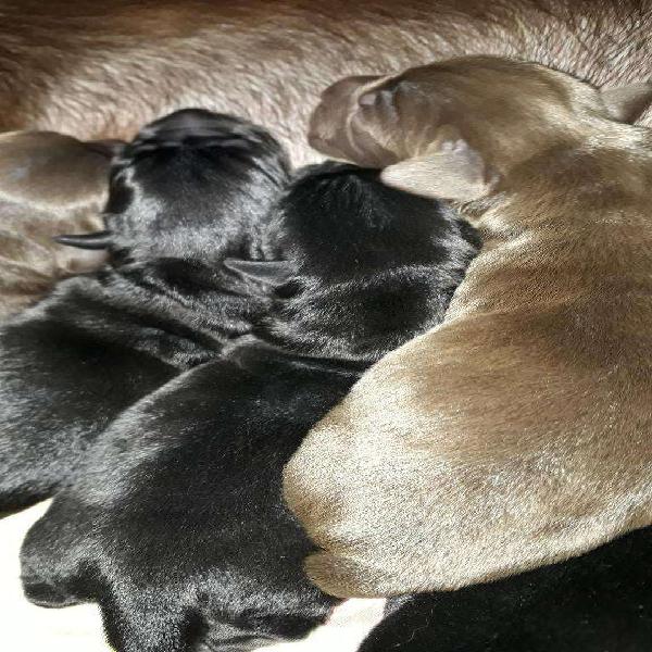 Hermosos Labradores,chocolates Y Negros