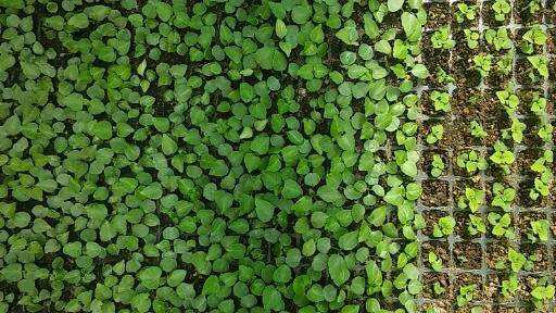 Plantines florales: alegria del hogar; coralitos;