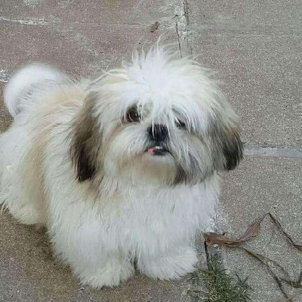 shih tzu 24 dias