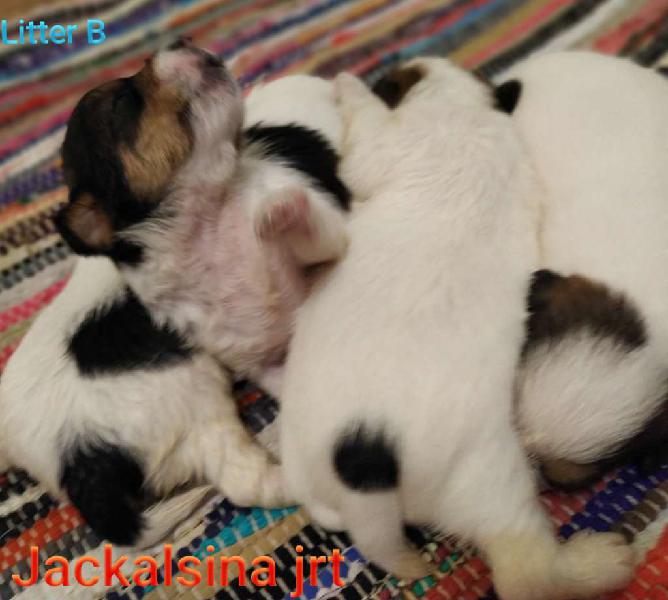 Jack Russell Terrier Jackalsina