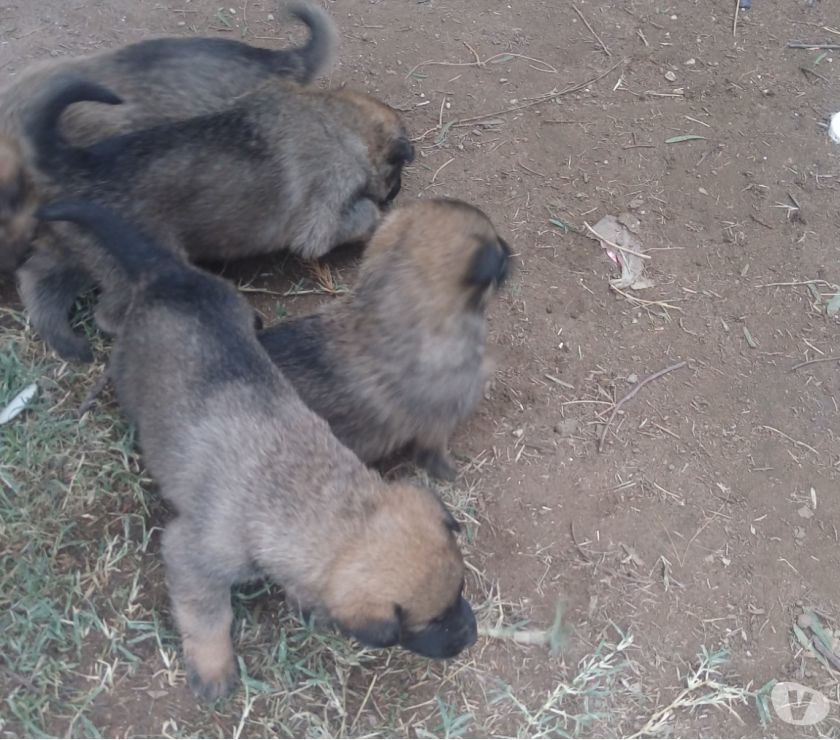 Cachorros cruza ovejeros de trabajo