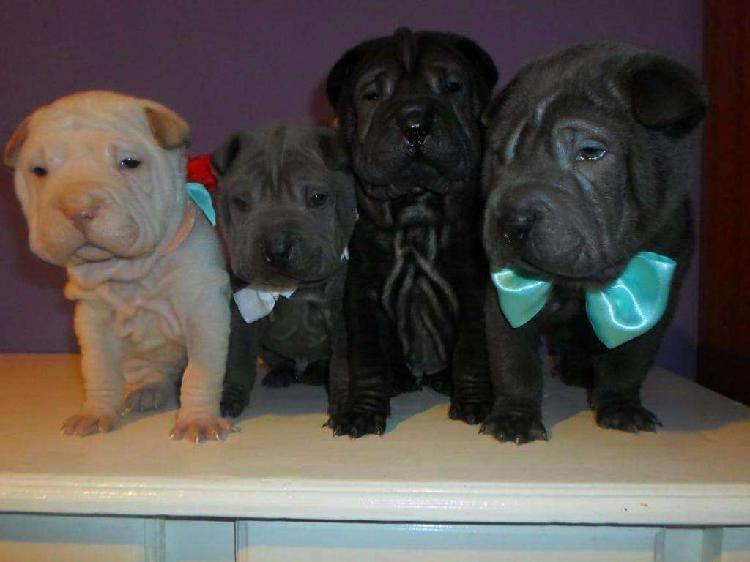 SHAR PEI CON GENES BLUE 1136213669