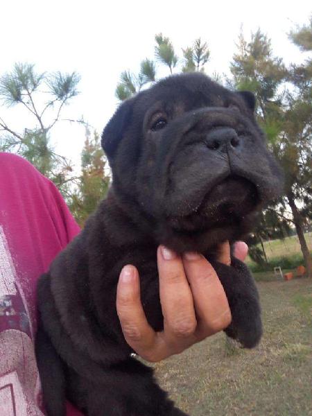 shar pei negra