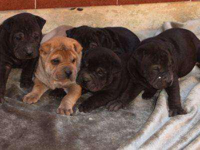 shar pei solomachitos negros padres a la vista llamar el