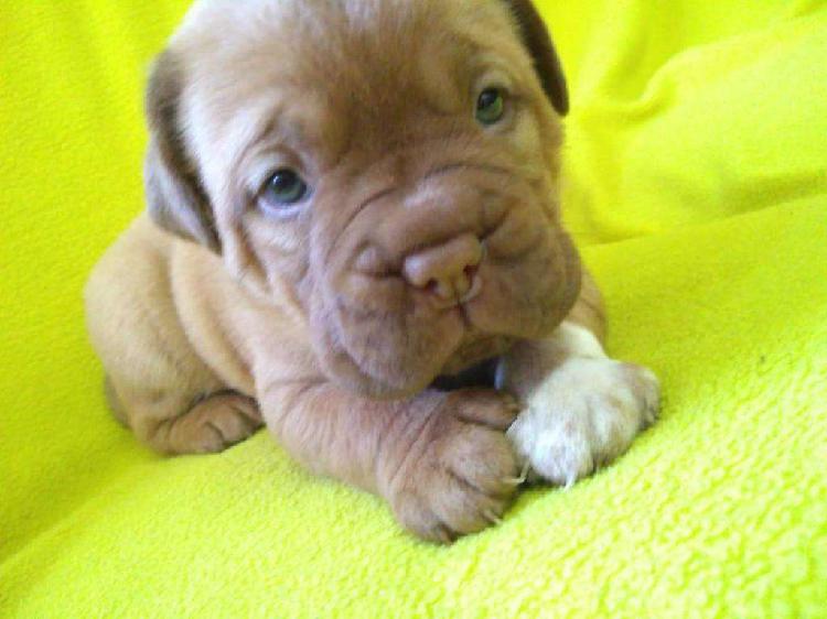 Cachorros DOGO DE BURDEOS