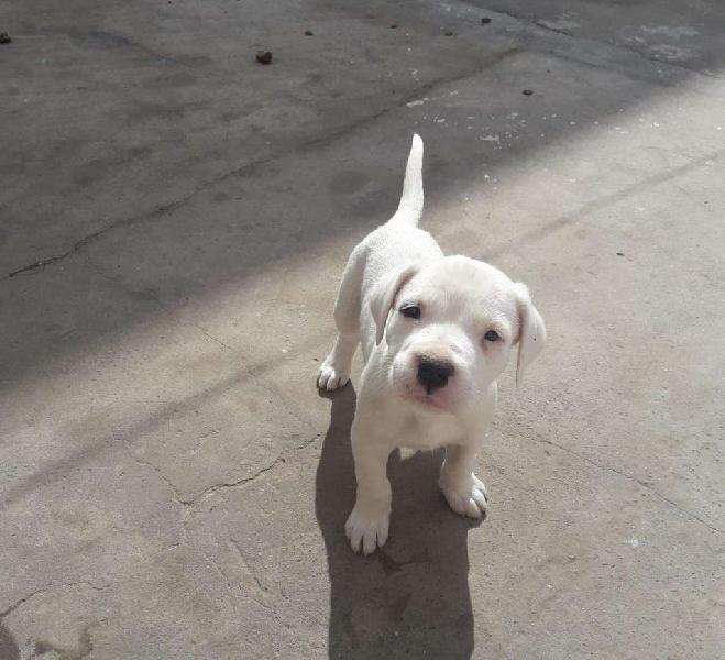 Cachorros Dogo Argentinos