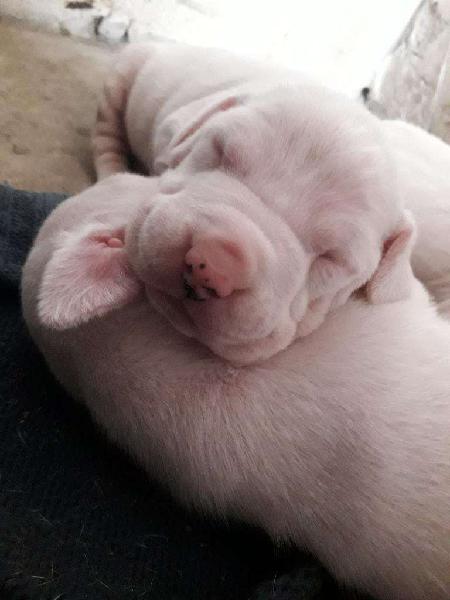 Dogo Argentino