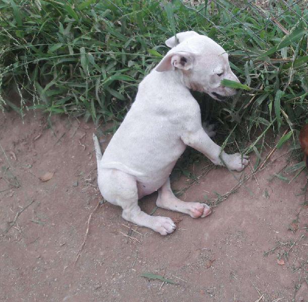 Dogo Argentino Hembra