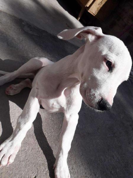 Ultima Dogo Argentino Hembrita