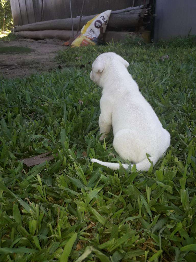 Vendo Dogo Argentino