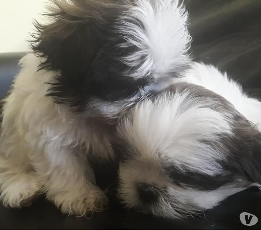 cachorros shih tzu